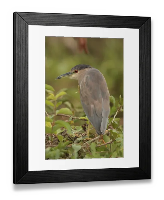 Framed Print : Black-crowned Night-heron (Nycticorax nyctocorax hoacti) immature, second summer plumage, perched on branches, Campo Jofre, Mato Grosso, Brazil, september Framed Print : Black-crowned Night-heron (Nycticorax nyctocorax hoacti) immature, second summer plumage, perched on branches, Campo Jofre, Mato Grosso, Brazil, september