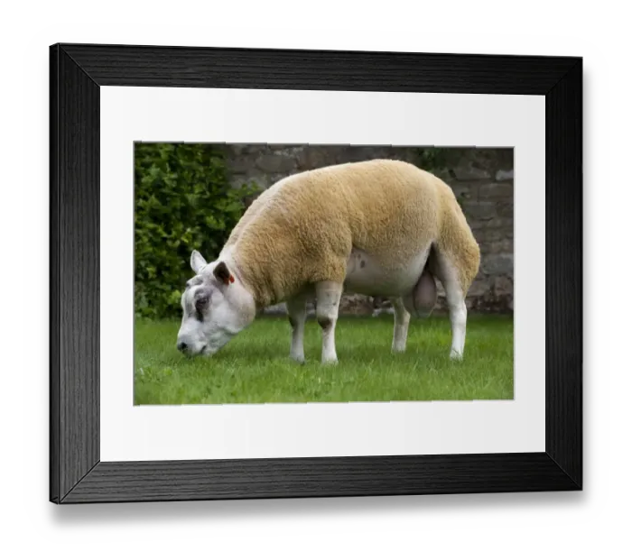 Framed Print : Domestic Sheep, Beltex ram, grazing on short grass, Cumbria, England, august Framed Print : Domestic Sheep, Beltex ram, grazing on short grass, Cumbria, England, august
