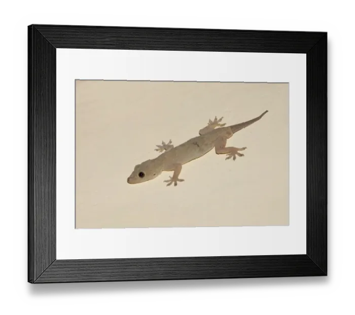 Framed Print : Yellow-bellied House Gecko (Hemidactylus flaviviridis) adult, with regenerated tail, on wall at night, Madhya Pradesh, India Framed Print : Yellow-bellied House Gecko (Hemidactylus flaviviridis) adult, with regenerated tail, on wall at night, Madhya Pradesh, India