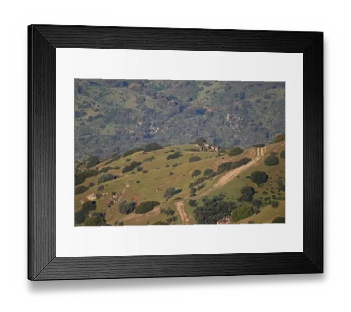 Framed Print : Mouflon (Ovis musimon) adult males, flock in dehesa habitat, Sierra de Andujar, Jaen, Andalucia, Spain, march Framed Print : Mouflon (Ovis musimon) adult males, flock in dehesa habitat, Sierra de Andujar, Jaen, Andalucia, Spain, march