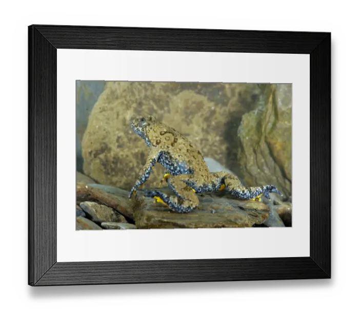 Framed Print : Apennine Yellow-bellied Toad (Bombina pachypus) adult male, underwater during breeding season, Italy, may Framed Print : Apennine Yellow-bellied Toad (Bombina pachypus) adult male, underwater during breeding season, Italy, may