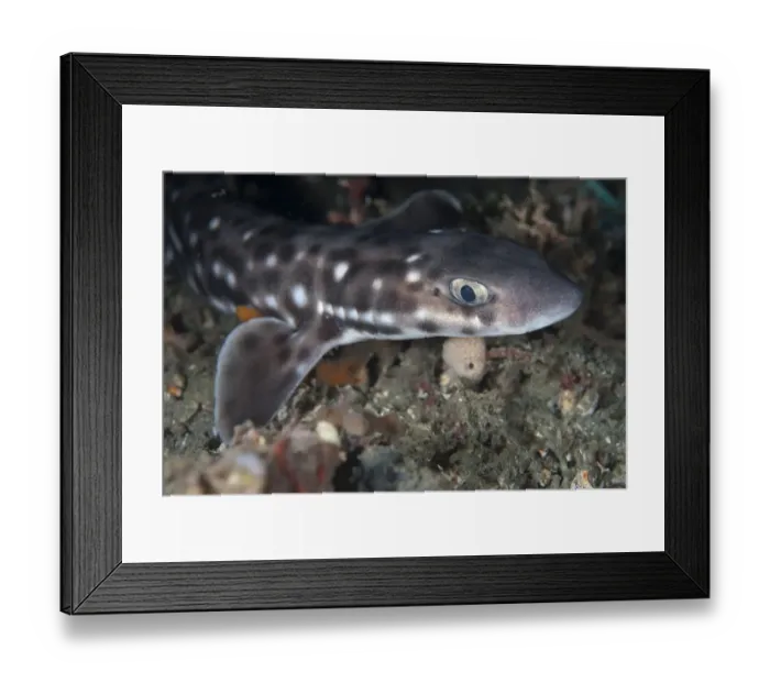 Framed Print : Coral Catshark (Atelomycterus marmoratus) adult, close-up of head, Lembeh Island, Sulawesi, Indonesia Framed Print : Coral Catshark (Atelomycterus marmoratus) adult, close-up of head, Lembeh Island, Sulawesi, Indonesia