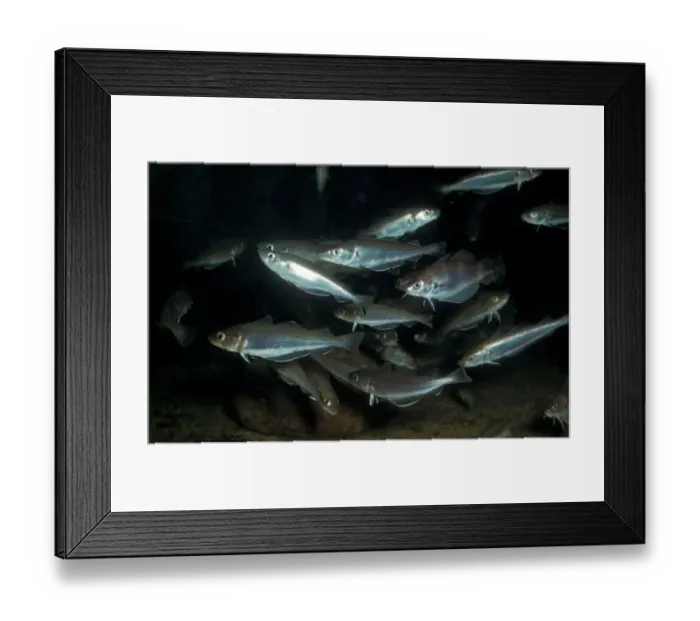 Framed Print : Fish - Whiting (Merlangius merlangus) A shoal with a few pout (Trisopterus luscus) Framed Print : Fish - Whiting (Merlangius merlangus) A shoal with a few pout (Trisopterus luscus)
