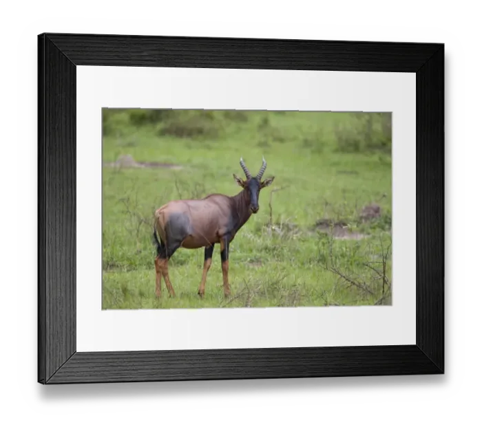 Framed Print : Topi (Damaliscus lunatus) adult, standing in savannah, Lake Mburo N. P. Uganda Framed Print : Topi (Damaliscus lunatus) adult, standing in savannah, Lake Mburo N. P. Uganda