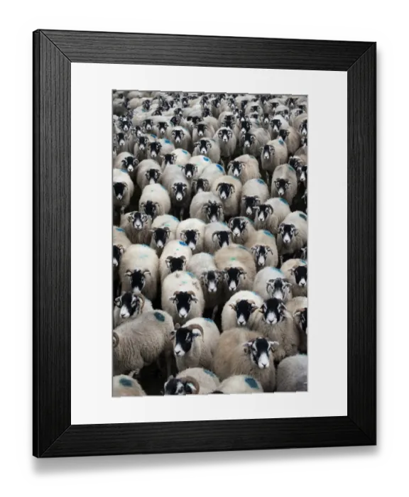 Framed Print : Domestic Sheep, Swaledale ewes, flock being moved, England, november Framed Print : Domestic Sheep, Swaledale ewes, flock being moved, England, november