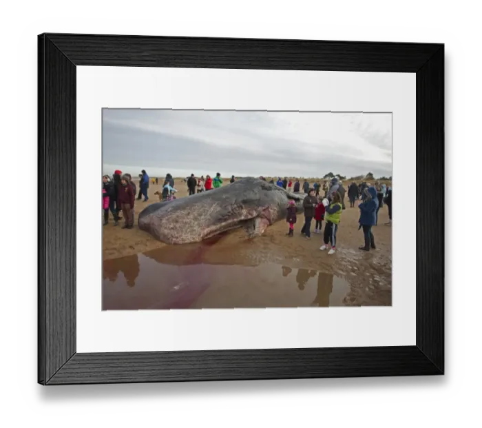Framed Print : Sperm Whale (Physeter macrocephalus) dead adult, washed up on beach, surrounded by people, Hunstanton, Norfolk, England, december Framed Print : Sperm Whale (Physeter macrocephalus) dead adult, washed up on beach, surrounded by people, Hunstanton, Norfolk, England, december