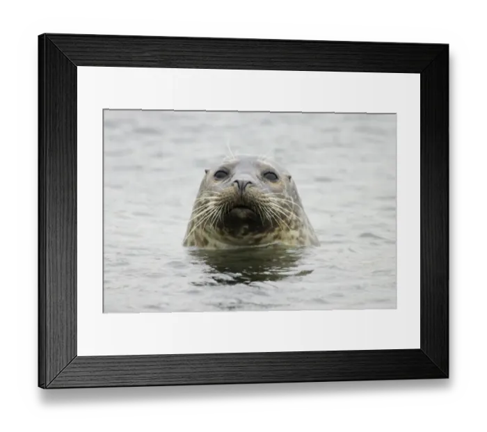 Framed Print : Common Seal (Phoca vitulina vitulina) adult, close-up of head, at surface of sea, Yell, Shetland Islands, Scotland