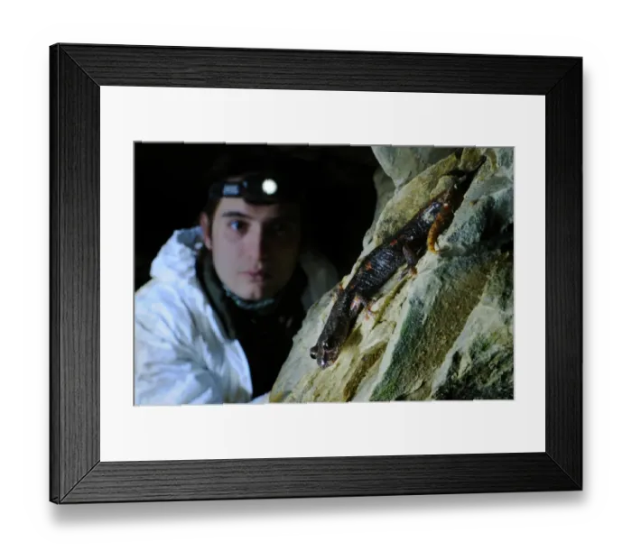 Framed Print : Italian Cave Salamander (Speleomantes italicus) adult, watched by speleologist in cave, Italy, january Framed Print : Italian Cave Salamander (Speleomantes italicus) adult, watched by speleologist in cave, Italy, january