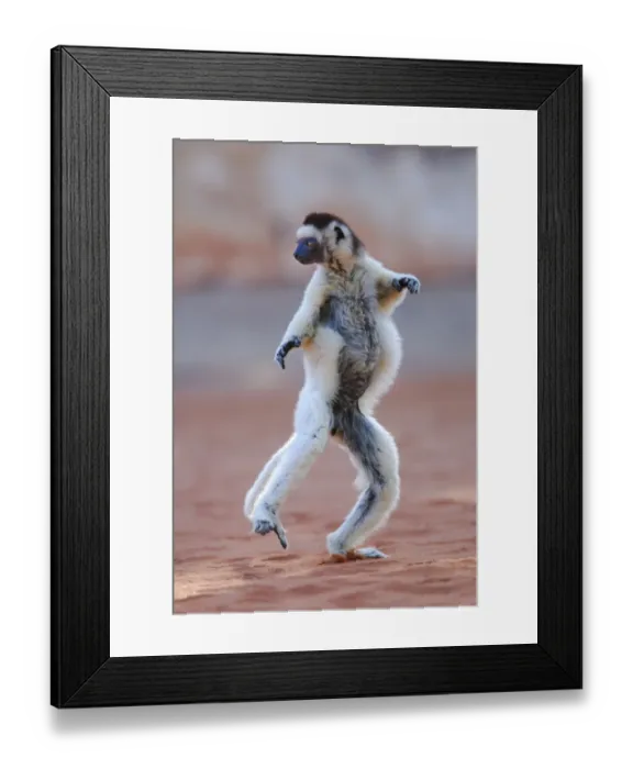 Framed Print : Verreaux's Sifaka (Propithecus verreauxi) adult, running and leaping across ground in gallery forest, Berenty Nature Reserve, Southern Madagascar, august Framed Print : Verreaux's Sifaka (Propithecus verreauxi) adult, running and leaping across ground in gallery forest, Berenty Nature Reserve, Southern Madagascar, august