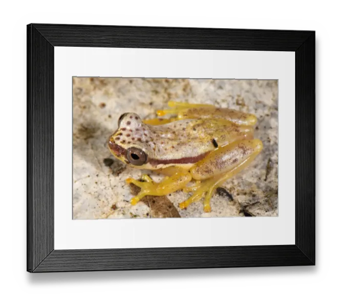 Framed Print : Red-skirted Treefrog (Dendropsophus rhodopeplus) adult male, in diurnal colour phase, sitting on leaf litter, Los Amigos Biological Station, Madre de Dios, Amazonia, Peru Framed Print : Red-skirted Treefrog (Dendropsophus rhodopeplus) adult male, in diurnal colour phase, sitting on leaf litter, Los Amigos Biological Station, Madre de Dios, Amazonia, Peru