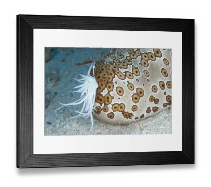Framed Print : Leopard Sea Cucumber (Bohadschia argus) adult, extruding white sticky respiratory tubules in defensive action, Pulau Nailaka, Banda, near Ambon Island, Maluku Islands, Banda Sea, Indonesia Framed Print : Leopard Sea Cucumber (Bohadschia argus) adult, extruding white sticky respiratory tubules in defensive action, Pulau Nailaka, Banda, near Ambon Island, Maluku Islands, Banda Sea, Indonesia