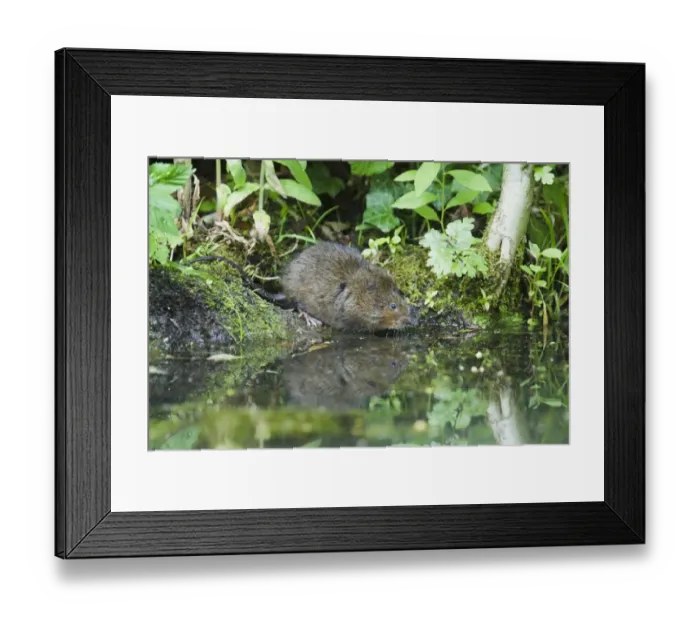 Framed Print : Water Vole (Arvicola terrestris) adult, standing on riverbank at edge of water, Sussex, England, july Framed Print : Water Vole (Arvicola terrestris) adult, standing on riverbank at edge of water, Sussex, England, july