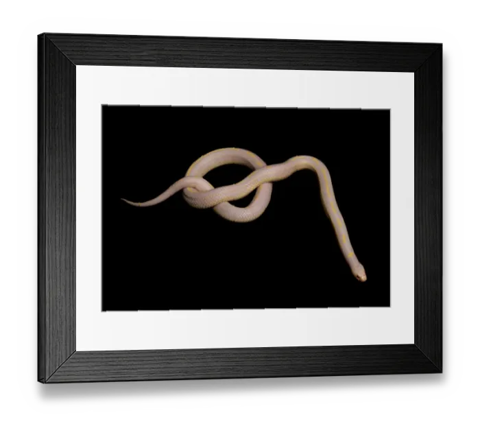 Framed Print : Common Kingsnake (Lampropeltis getula) albino, adult Framed Print : Common Kingsnake (Lampropeltis getula) albino, adult