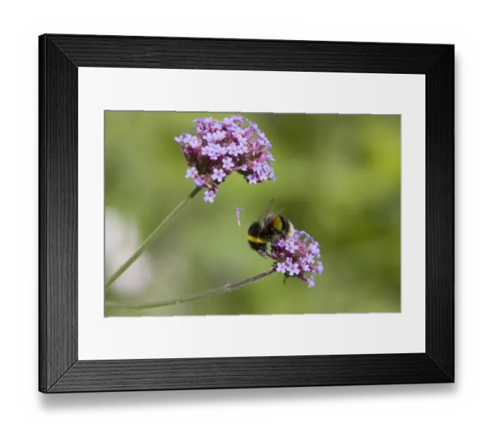 Framed Print : Buff-tailed Bumblebee (Bombus terrestris) adult, feeding on Purpletop Vervain (Verbena bonariensis) flowers, Essex, England, august Framed Print : Buff-tailed Bumblebee (Bombus terrestris) adult, feeding on Purpletop Vervain (Verbena bonariensis) flowers, Essex, England, august