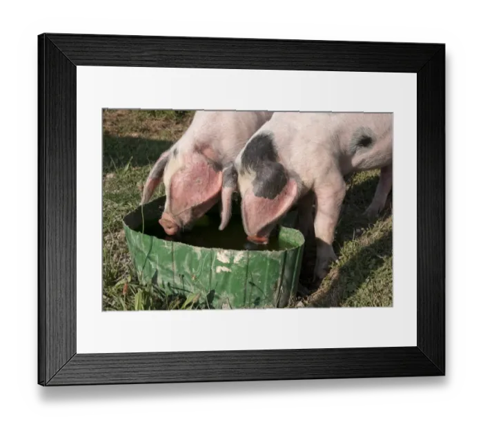 Framed Print : Domestic Pig, Gloucester Old Spot piglets, drinking from tub, freerange on smallholding, Kent, England, july Framed Print : Domestic Pig, Gloucester Old Spot piglets, drinking from tub, freerange on smallholding, Kent, England, july