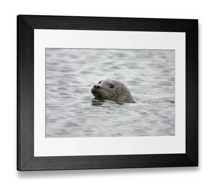 Framed Print : Common Seal (Phoca vitulina vitulina) adult, swimming at sea, Yell, Shetland Islands, Scotland Framed Print : Common Seal (Phoca vitulina vitulina) adult, swimming at sea, Yell, Shetland Islands, Scotland
