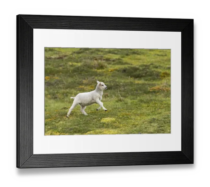 Framed Print : Domestic Sheep, lamb, running in pasture, Mainland, Shetland Islands, Scotland Framed Print : Domestic Sheep, lamb, running in pasture, Mainland, Shetland Islands, Scotland