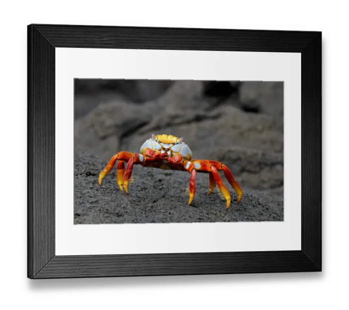 Framed Print : Sally Lightfoot Crab (Grapsus grapsus) adult, standing on black lava rock, Galapagos Islands Framed Print : Sally Lightfoot Crab (Grapsus grapsus) adult, standing on black lava rock, Galapagos Islands