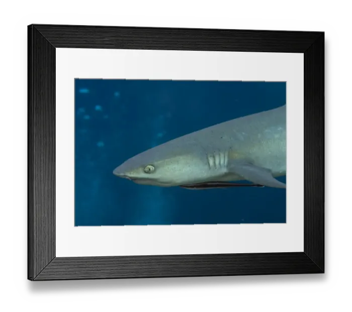 Framed Print : Whitetip Reef Shark (Triaenodon obesus) adult, close-up of head, with Sharksucker (Echeneis naucrates) attached, Sipadan Island, Sabah, Borneo, Malaysia Framed Print : Whitetip Reef Shark (Triaenodon obesus) adult, close-up of head, with Sharksucker (Echeneis naucrates) attached, Sipadan Island, Sabah, Borneo, Malaysia