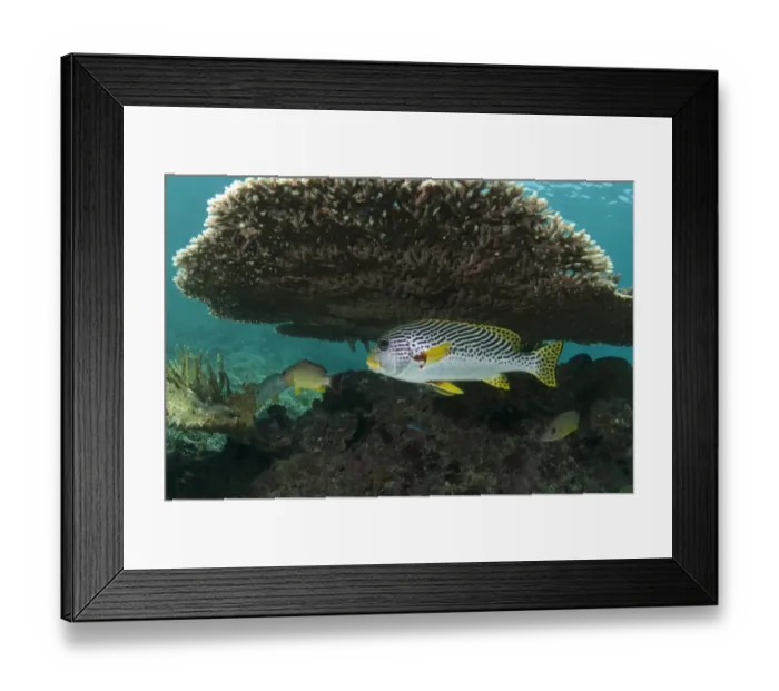 Framed Print : Diagonal-banded Sweetlips (Plectorhinchus lineatus) adult, sheltering under Table Coral (Acropora clathrata) on reef, Sipadan Island, Sabah, Borneo, Malaysia Framed Print : Diagonal-banded Sweetlips (Plectorhinchus lineatus) adult, sheltering under Table Coral (Acropora clathrata) on reef, Sipadan Island, Sabah, Borneo, Malaysia