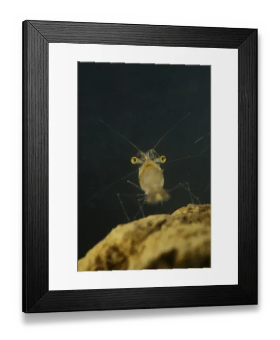 Framed Print : Pond Shrimp (Palaemonetes antennarius) adult, on rock underwater, Italy, july