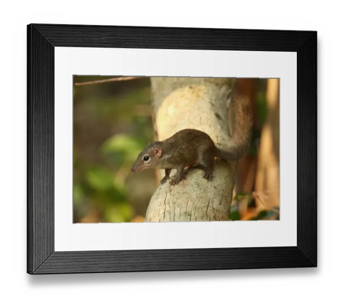 Framed Print : Northern Treeshrew (Tupaia belangeri) adult, standing on branch, Kaeng Krachan N. P. Thailand, february Framed Print : Northern Treeshrew (Tupaia belangeri) adult, standing on branch, Kaeng Krachan N. P. Thailand, february