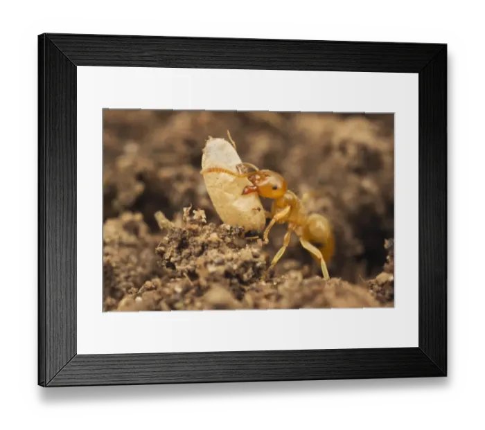 Framed Print : Yellow Meadow Ant (Lasius flavus) adult, moving exposed pupa to safety, Leicestershire, England, june Framed Print : Yellow Meadow Ant (Lasius flavus) adult, moving exposed pupa to safety, Leicestershire, England, june