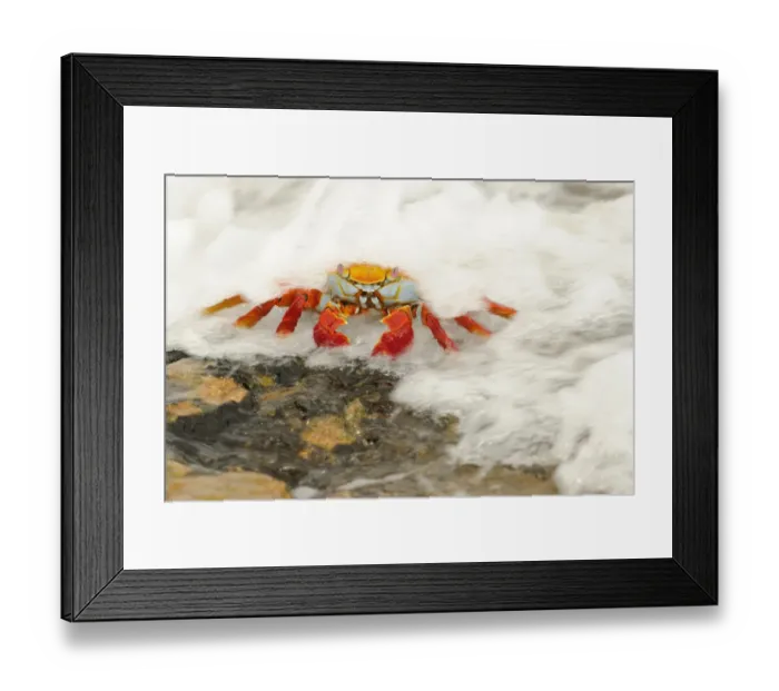 Framed Print : Sally Lightfoot Crab (Grapsus grapsus) adult, standing on rock with wave flowing over, Galapagos Islands Framed Print : Sally Lightfoot Crab (Grapsus grapsus) adult, standing on rock with wave flowing over, Galapagos Islands
