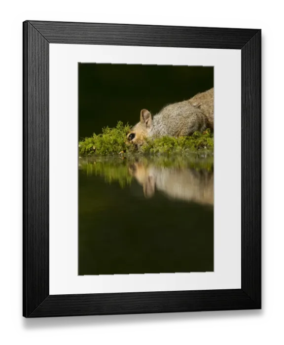 Framed Print : Eastern Grey Squirrel (Sciurus carolinensis) introduced species, adult, drinking at pond with reflection, Sheffield, South Yorkshire, England, may Framed Print : Eastern Grey Squirrel (Sciurus carolinensis) introduced species, adult, drinking at pond with reflection, Sheffield, South Yorkshire, England, may