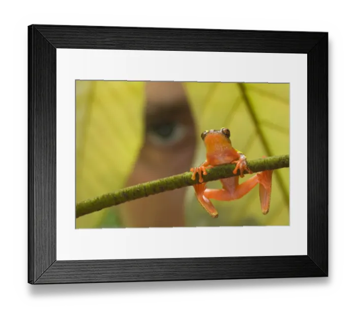 Framed Print : Shreve's Sarayacu Treefrog (Dendropsophus sarayacuensis) adult male, clinging to twig, with man watching from behind leaf in background, Los Amigos Biological Station, Madre de Dios, Amazonia, Peru Framed Print : Shreve's Sarayacu Treefrog (Dendropsophus sarayacuensis) adult male, clinging to twig, with man watching from behind leaf in background, Los Amigos Biological Station, Madre de Dios, Amazonia, Peru