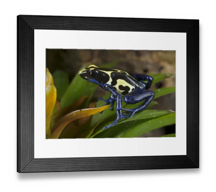 Framed Print : Dyeing Poison Dart Frog (Dendrobates tinctorius) adult, sitting on bromeliad leaves (captive) Framed Print : Dyeing Poison Dart Frog (Dendrobates tinctorius) adult, sitting on bromeliad leaves (captive)