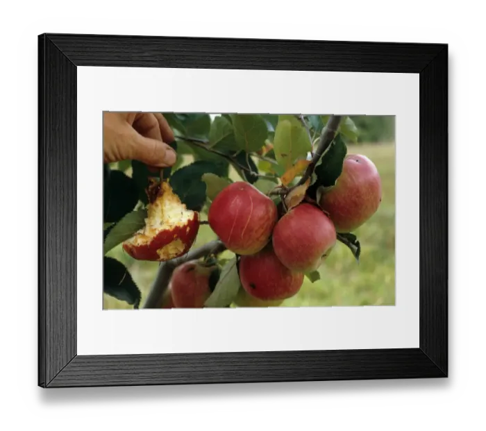 Framed Print : Common Brushtail Possum (Trichosurus vulpecula) introduced species, feeding damage to Cultivated Apple (Malus domestica) crop, Gisborne, North Island, New Zealand Framed Print : Common Brushtail Possum (Trichosurus vulpecula) introduced species, feeding damage to Cultivated Apple (Malus domestica) crop, Gisborne, North Island, New Zealand