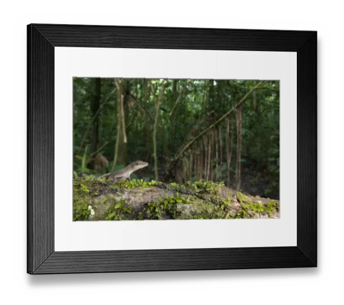 Framed Print : Slender Anole (Anolis fuscoauratus) adult, standing on log in tropical forest habitat, Los Amigos Biological Station, Madre de Dios, Amazonia, Peru Framed Print : Slender Anole (Anolis fuscoauratus) adult, standing on log in tropical forest habitat, Los Amigos Biological Station, Madre de Dios, Amazonia, Peru