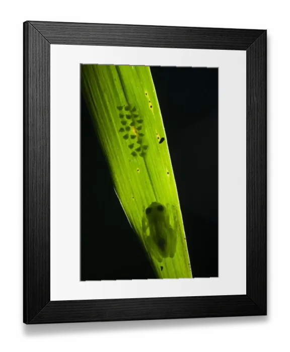 Framed Print : Berger's Glass Frog (Hyalinobatrachium bergeri) adult male, guarding eggs, clinging to underside of leaf overhanging mountain stream, Departemento Cuzco, Andes, Peru