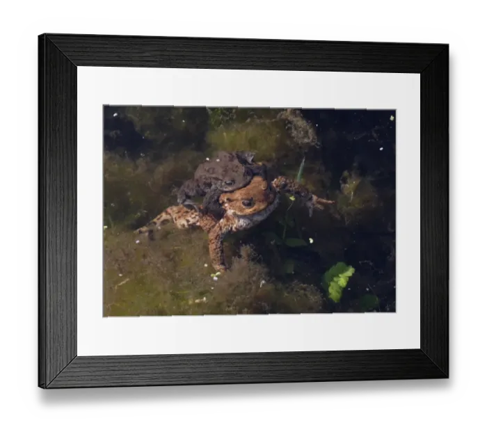 Framed Print : Common Toad (Bufo bufo) adult pair, mating underwater, Norfolk, England, march Framed Print : Common Toad (Bufo bufo) adult pair, mating underwater, Norfolk, England, march