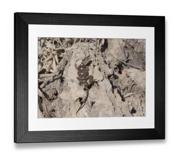 Framed Print : European Agama (Agama stellio) adult, basking on rock, Kas, Antalya Province, Turkey, october Framed Print : European Agama (Agama stellio) adult, basking on rock, Kas, Antalya Province, Turkey, october