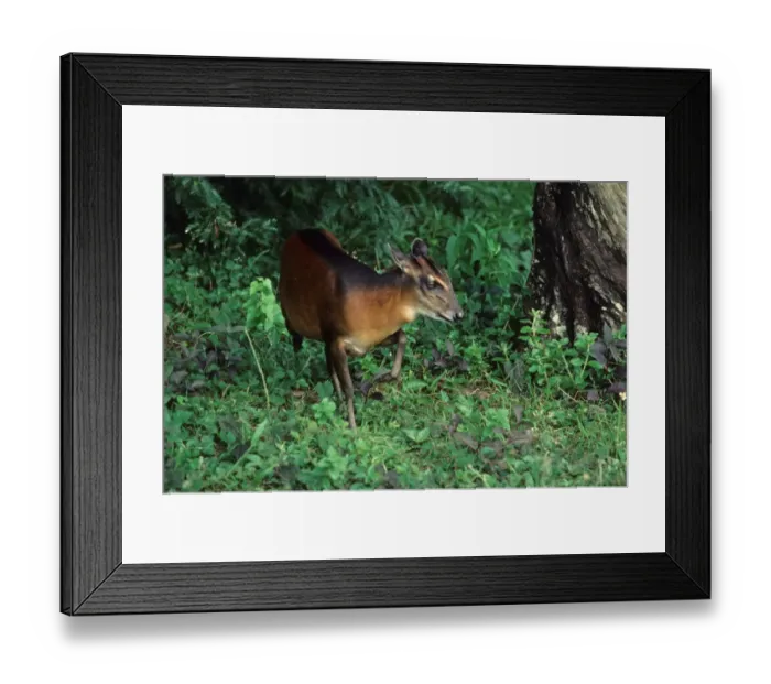 Framed Print : Bay Duiker (Cephalophus dorsalis) adult, walking in forest, Liberia Framed Print : Bay Duiker (Cephalophus dorsalis) adult, walking in forest, Liberia