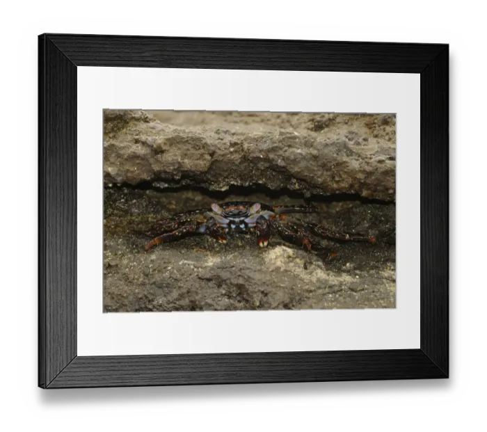 Framed Print : Sally Lightfoot Crab (Grapsus grapsus) juvenile, hiding in rock crevice, Galapagos Islands Framed Print : Sally Lightfoot Crab (Grapsus grapsus) juvenile, hiding in rock crevice, Galapagos Islands