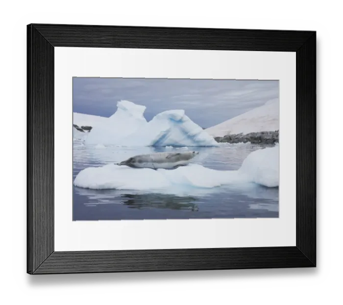 Framed Print : Crabeater Seal (Lobodon carcinophagus) adult, resting on ice floe, Lemaire Channel, Antarctic Peninsula, Antarctica