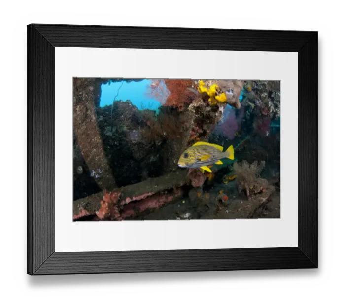 Framed Print : Ribboned Sweetlips (Plectorhinchus polytaenia) adult, swimming around coral encrusted shipwreck, Liberty Wreck, Tulamben, Bali, Lesser Sunda Islands, Indonesia Framed Print : Ribboned Sweetlips (Plectorhinchus polytaenia) adult, swimming around coral encrusted shipwreck, Liberty Wreck, Tulamben, Bali, Lesser Sunda Islands, Indonesia