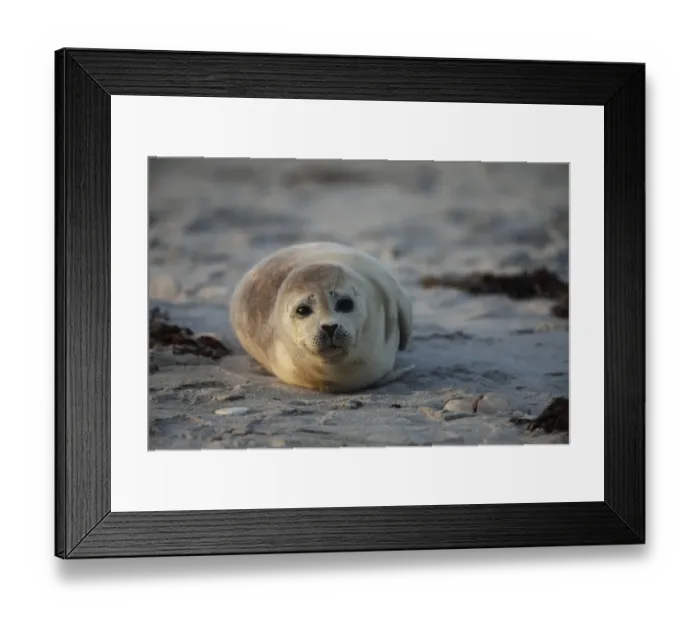 Framed Print : Common Seal (Phoca vitulina) young, resting on beach at sunset, Heligoland, Schleswig-Holstein, Germany, may Framed Print : Common Seal (Phoca vitulina) young, resting on beach at sunset, Heligoland, Schleswig-Holstein, Germany, may