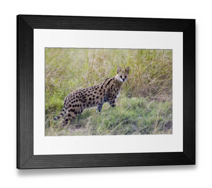 Framed Print : Serval (Leptailurus serval) adult, standing in grass, Masai Mara, Kenya Framed Print : Serval (Leptailurus serval) adult, standing in grass, Masai Mara, Kenya
