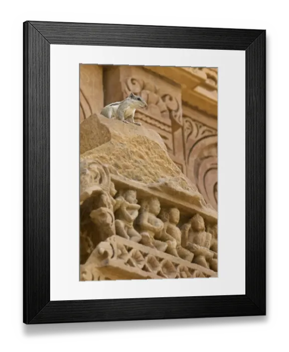 Framed Print : Five-striped Palm Squirrel (Funambulus pennantii) adult, sitting on temple, Khajuraho, Madhya Pradesh, India Framed Print : Five-striped Palm Squirrel (Funambulus pennantii) adult, sitting on temple, Khajuraho, Madhya Pradesh, India