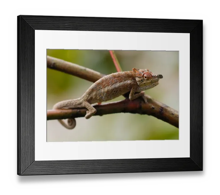 Framed Print : Bignose Chameleon (Calumma nasuta) adult male, displaying on branch in rainforest, Ranomafana N. P. Eastern Madagascar, august Framed Print : Bignose Chameleon (Calumma nasuta) adult male, displaying on branch in rainforest, Ranomafana N. P. Eastern Madagascar, august