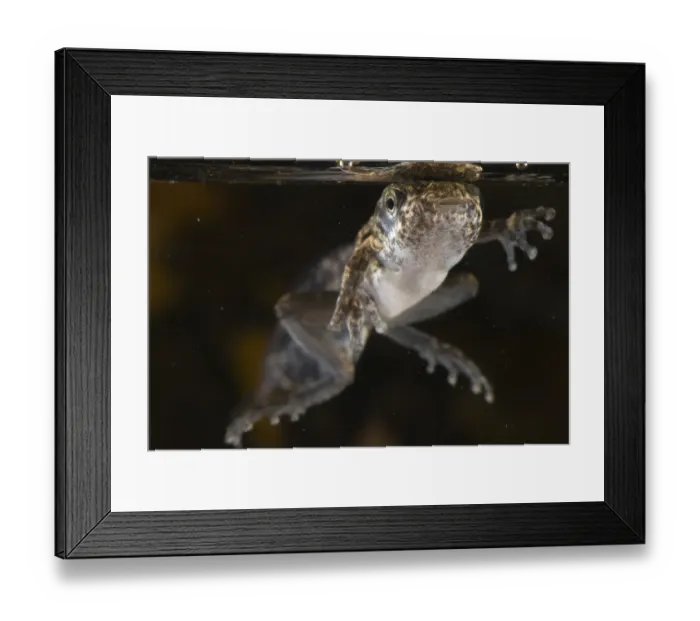 Framed Print : Acre Treefrog (Dendropsophus acreanus) metamorphosing froglet, few hours before emerging from water, Los Amigos Biological Station, Madre de Dios, Amazonia, Peru Framed Print : Acre Treefrog (Dendropsophus acreanus) metamorphosing froglet, few hours before emerging from water, Los Amigos Biological Station, Madre de Dios, Amazonia, Peru