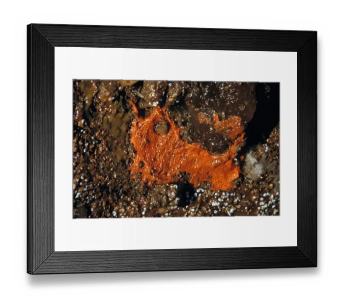 Framed Print : Calcareous Sponge (Leucosolenia coriacea) On shore rock / Wembury, South Devon Framed Print : Calcareous Sponge (Leucosolenia coriacea) On shore rock / Wembury, South Devon