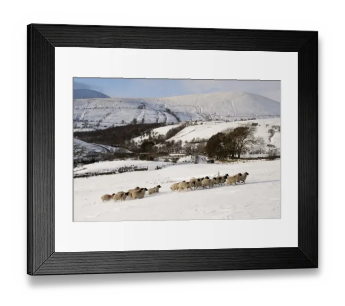 Framed Print : Domestic Sheep, Swaledale flock, running on snow covered upland pasture, Cumbria, England, november Framed Print : Domestic Sheep, Swaledale flock, running on snow covered upland pasture, Cumbria, England, november