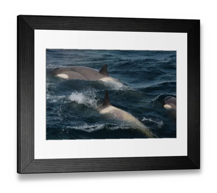 Framed Print : Killer Whale (Orcinus orca) Antarctic Type B, adults, pod surfacing, Antarctic Peninsula, Antarctica, december