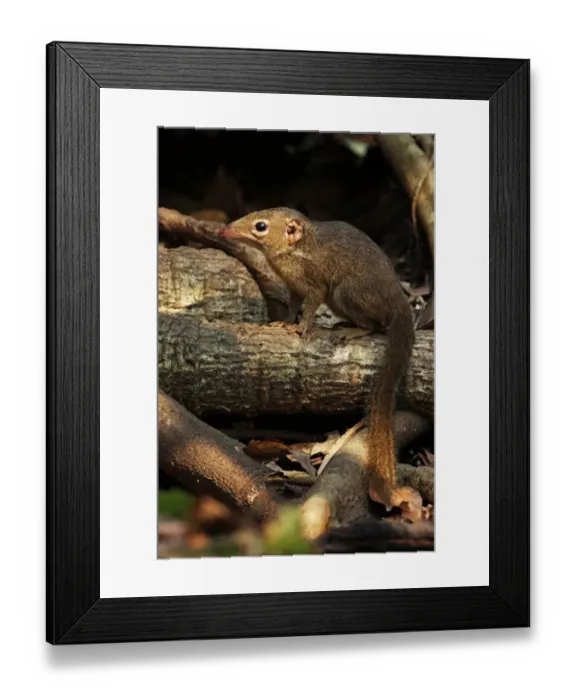 Framed Print : Northern Treeshrew (Tupaia belangeri) adult, sitting on fallen branch, Kaeng Krachan N. P. Thailand, february Framed Print : Northern Treeshrew (Tupaia belangeri) adult, sitting on fallen branch, Kaeng Krachan N. P. Thailand, february