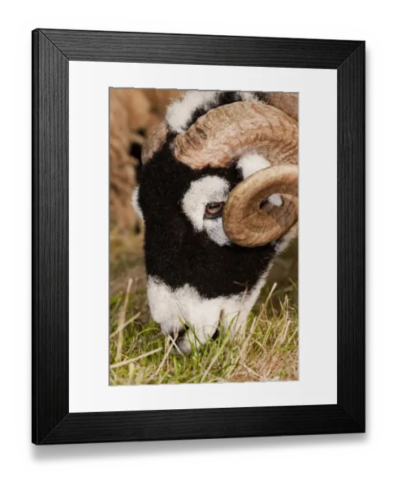 Framed Print : Domestic Sheep, Swaledale ram, close-up of head, grazing in pasture, Cumbria, England, september Framed Print : Domestic Sheep, Swaledale ram, close-up of head, grazing in pasture, Cumbria, England, september